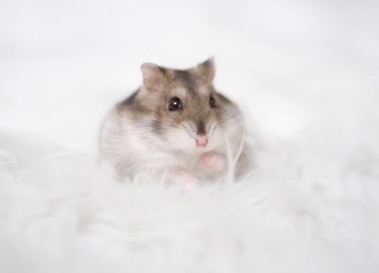 Understanding and Managing Hamster Shedding