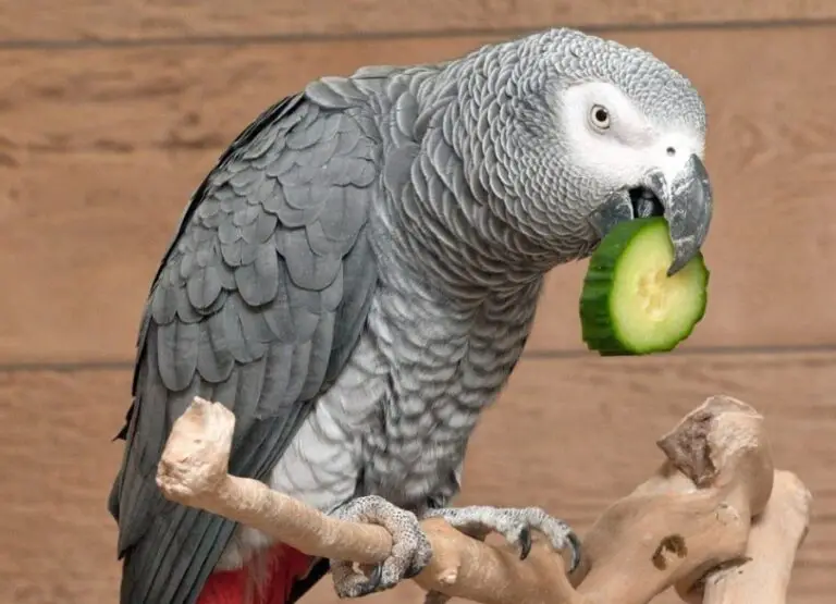 Can Birds Eat Cucumbers [Is It a Healthy Choice?]
