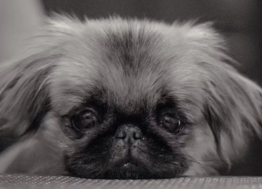 Pekingese Breathing Problems