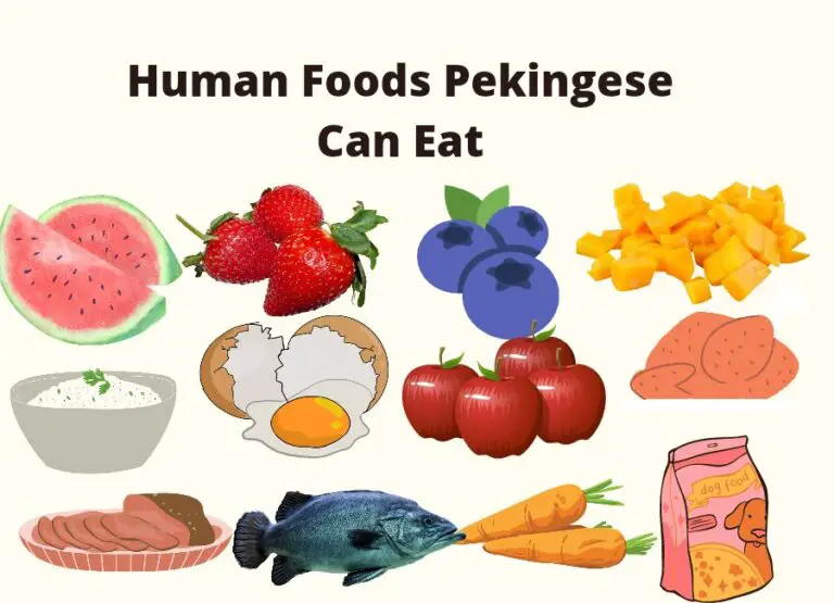 18 Common Human Foods Pekingese Can Eat