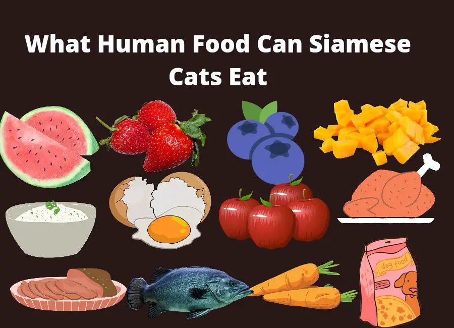 What Human Food Can Siamese Cats Eat