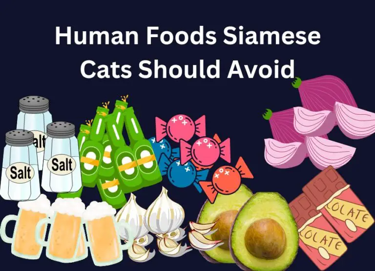 17 Unsafe Human Foods Siamese Cats Should Avoid