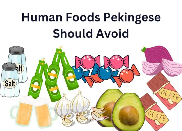 11 Common Human Foods Pekingese Should Avoid