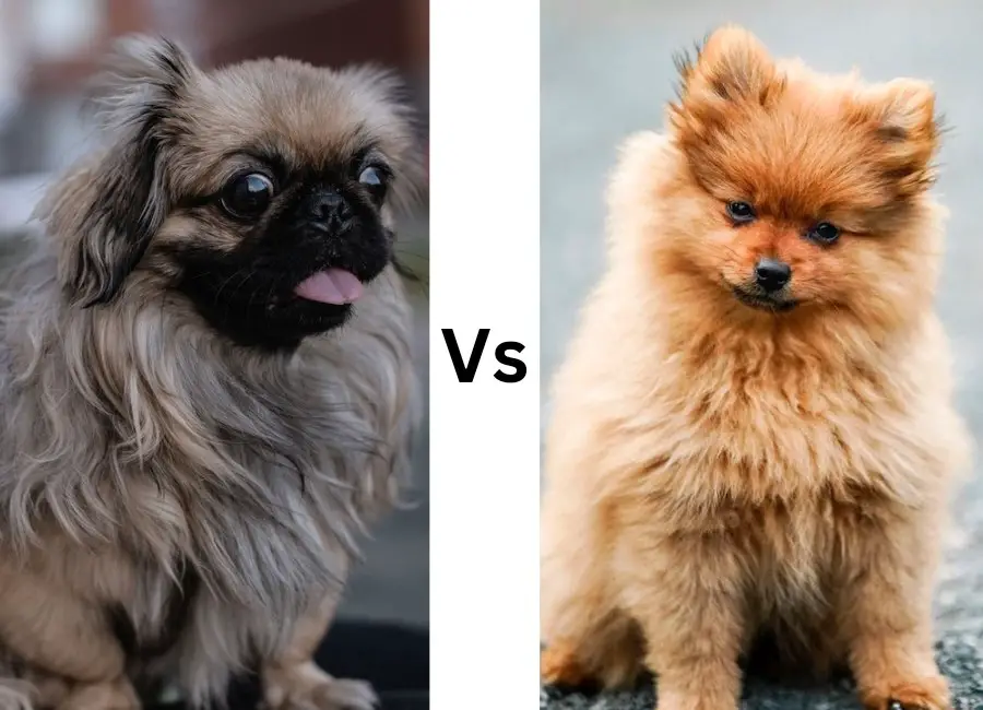 Pekingese vs Pomeranian