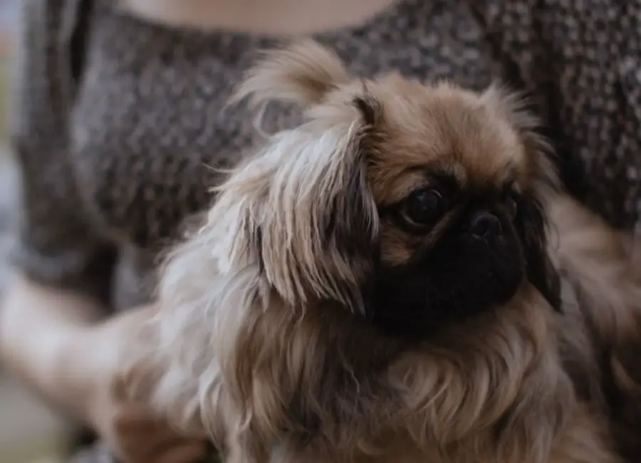 Pekingese Allergies