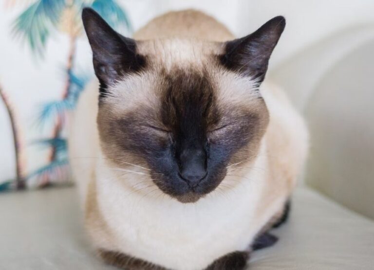 Siamese Cat And Allergies [Things You Should Know]