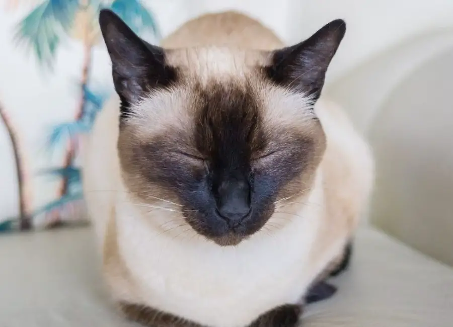Siamese Cat And Allergies