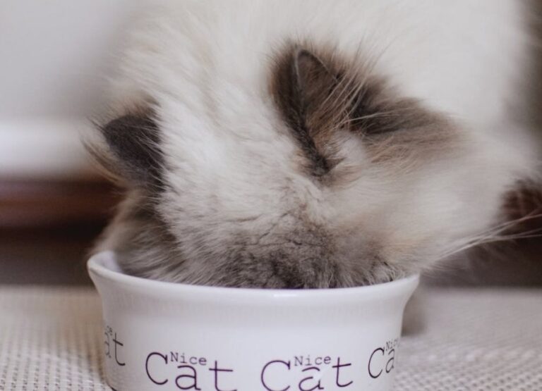Siamese Cat Feeding Schedule [Insightful Hints]