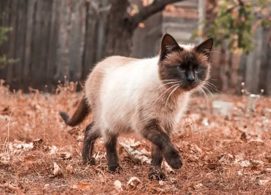 Can Siamese Cats Go Outside