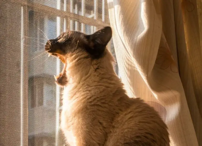 Why Do Siamese Cats Meow So Much [9 Hints]
