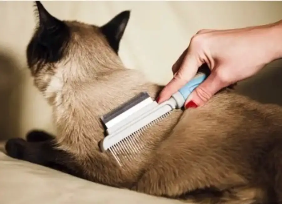 Siamese Cat Grooming