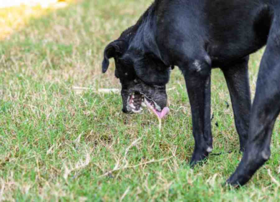 Reasons For Your Dog Vomiting Brown Liquid and Not Eating