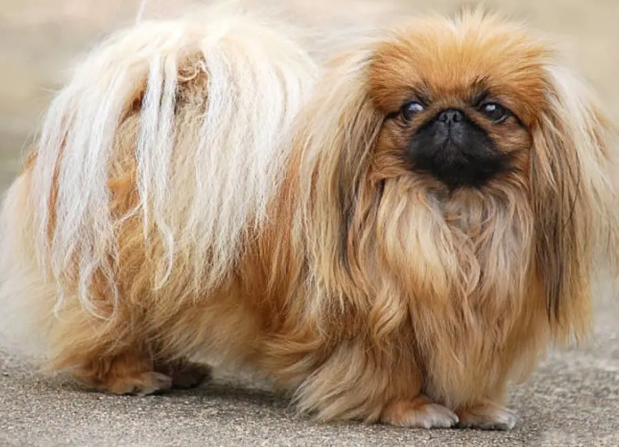 Causes of Pekingese skin problems