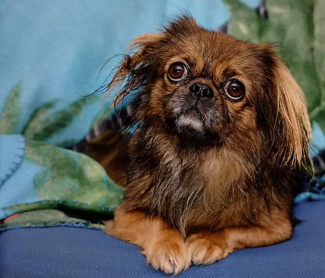 Pekingese Appearance