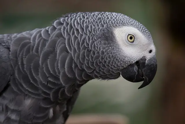 African grey parrot Eye Color
