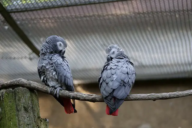 Differences Between Male and Female African Grey Parrots