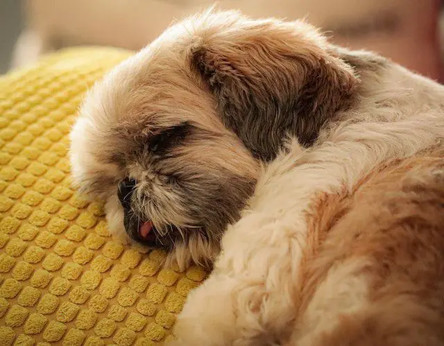 Pekingese Health Considerations