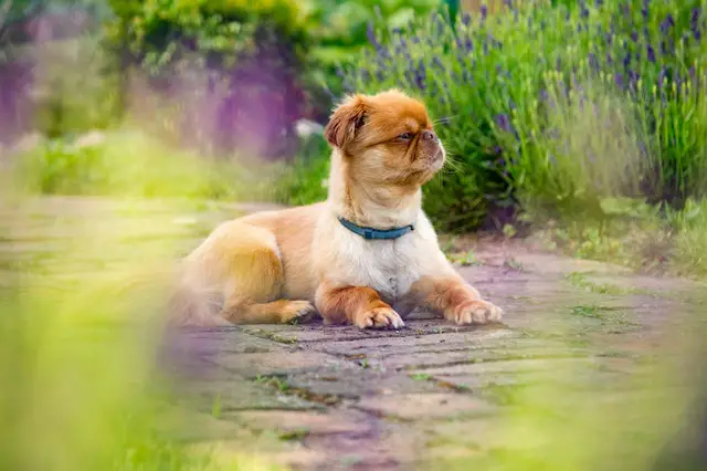 Causes of Pekingese separation anxiety
