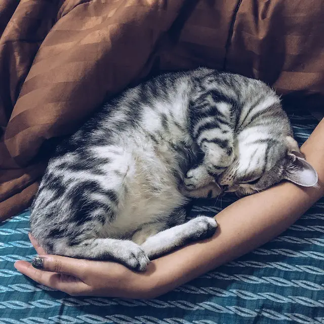 Reasons your cat sleeps next to you every night