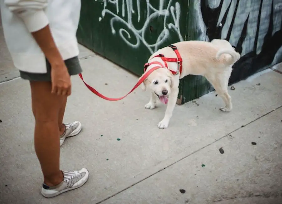 Why Do Dogs Smell Their Own Poop