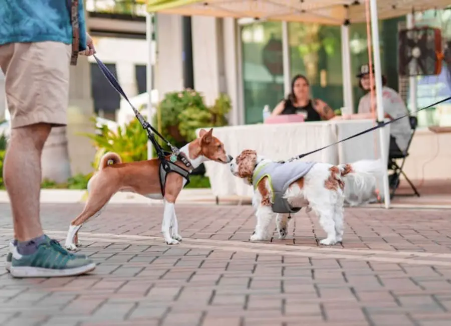 Resident Dog Aggressive to New Dog