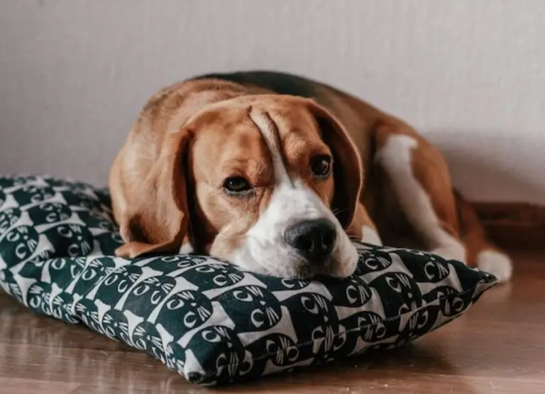 10 Reasons Your Dog Licks Pillow & Fix Tips