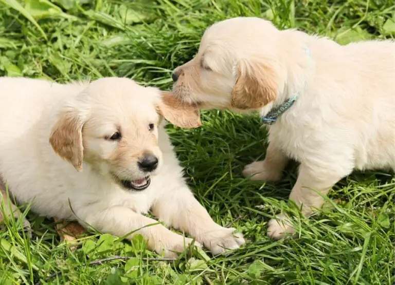 Dog Licking Other Dogs Face and Ears [9 Hints]