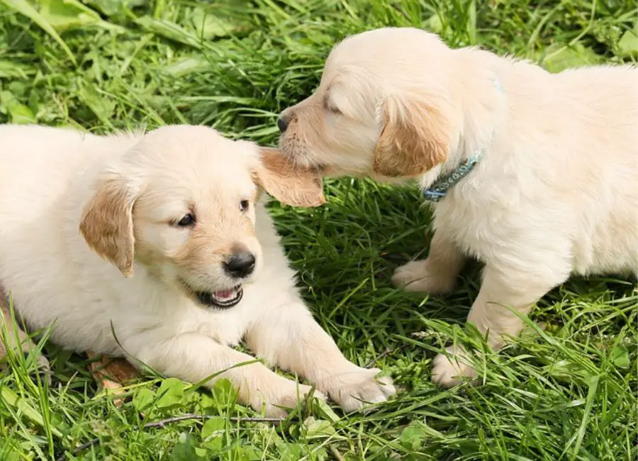 Dog Licking Other Dogs Face and Ears