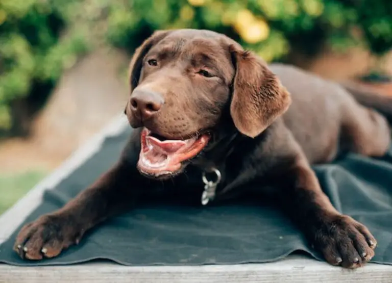 How to Tell if a Dog is Overheating [10 Hints]
