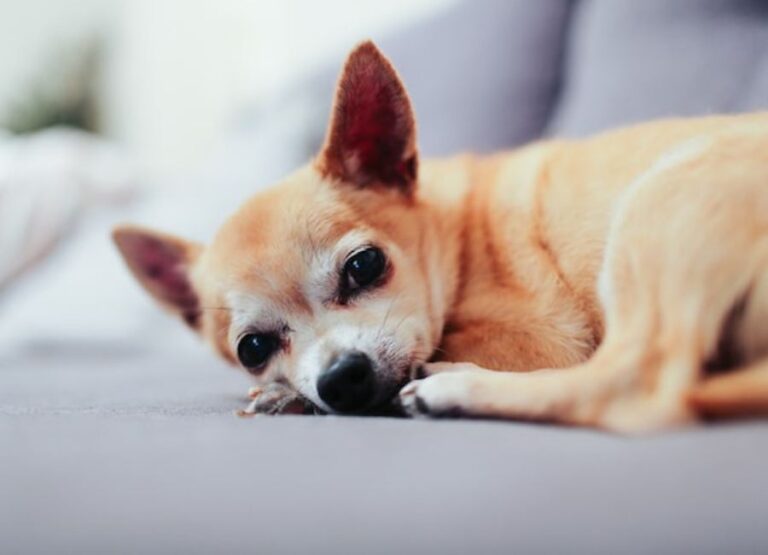 9 Potential Breathing Problems in Chihuahuas With Tips