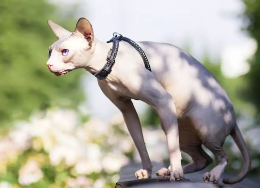 Sphynx Cat