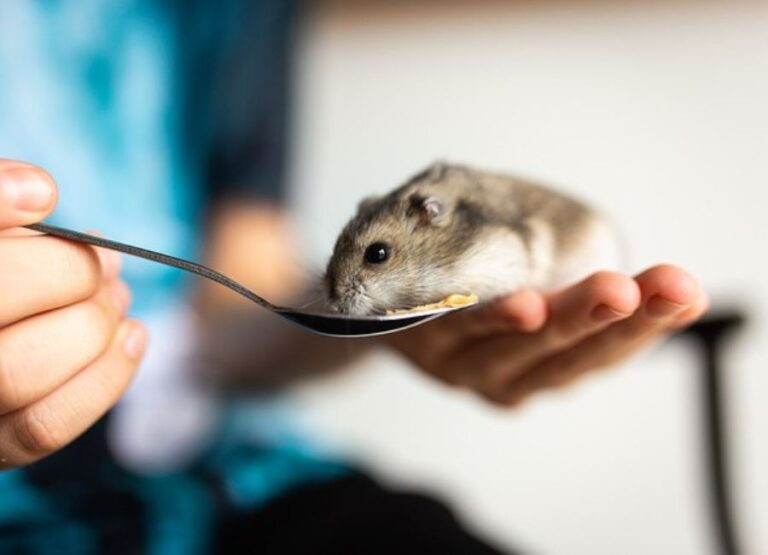 9 Potential Ways to Use Hamster First Aid