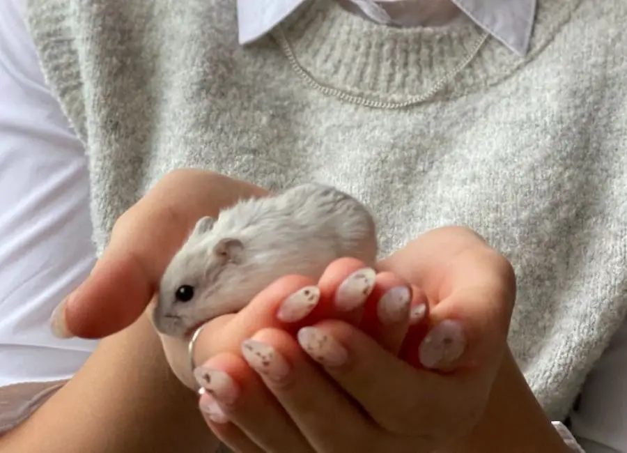 Hamster Socialization