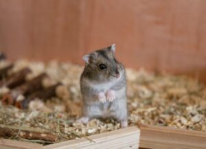 Photo inspiration: Picture Idea: Understanding And Managing Hamster Aggression