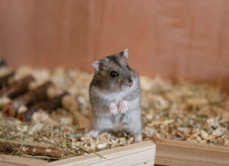 Understanding and Managing Hamster Aggression