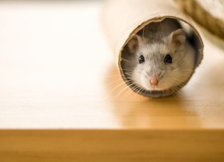 11 Simple DIY Hamster Enrichment Tips