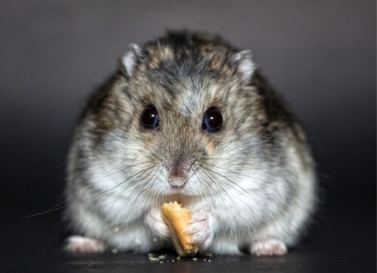 14 Hints For Managing Hamster Chewing Behavior