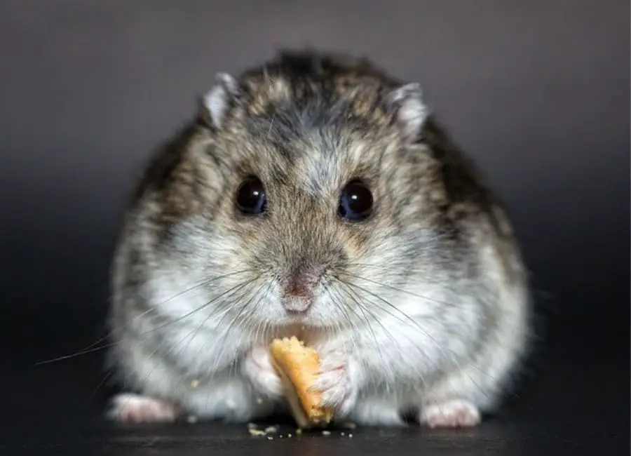 Hamster Chewing