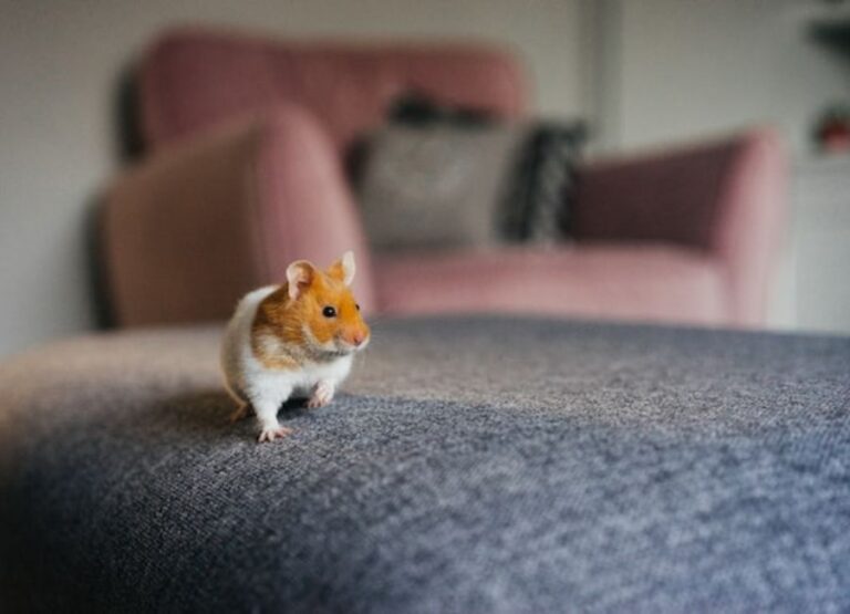Preventing and Dealing With Hamster Escape