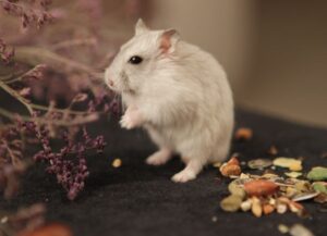 Picture of 10 Common Hamster Illnesses Explained