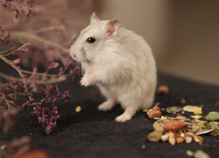 10 Common Hamster Illnesses Explained