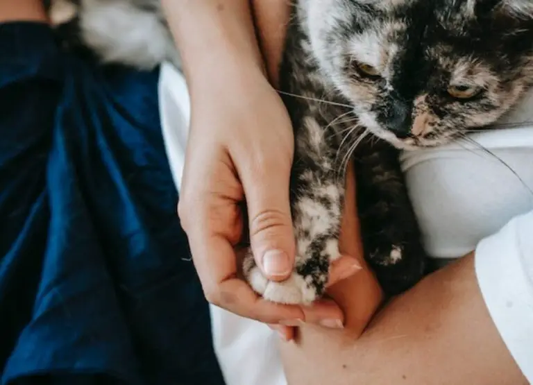 Why Does My Cat Bite Me When I Sleep [See 9 Reasons]