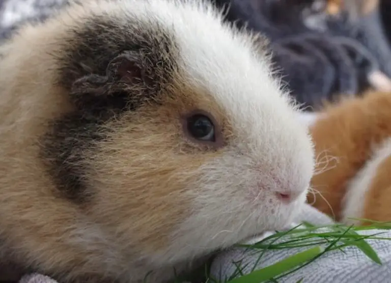 11 Common Reasons for Guinea Pigs Not Eating