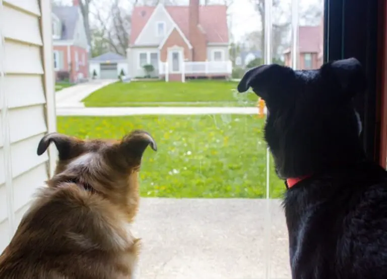 Managing Barking Separation Anxiety in Dogs