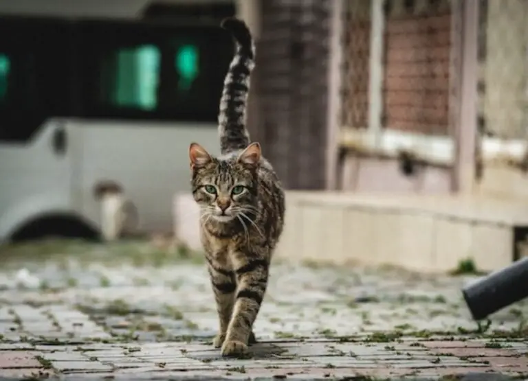 Understanding Feral Cat Behavior & Habits