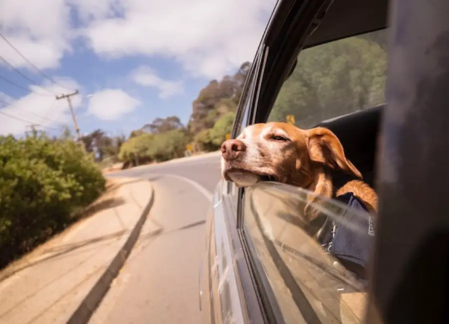 Dogs Who Get Car Sick