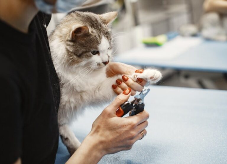 13 Potential Declawing Cats Side Effects