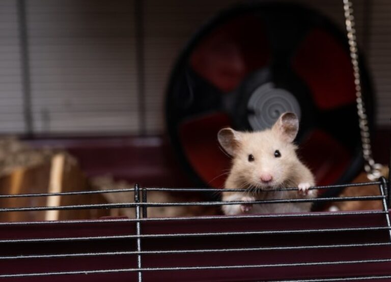 9 Top Ways To Care for Syrian Hamsters
