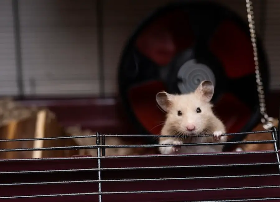 Care for Syrian Hamster