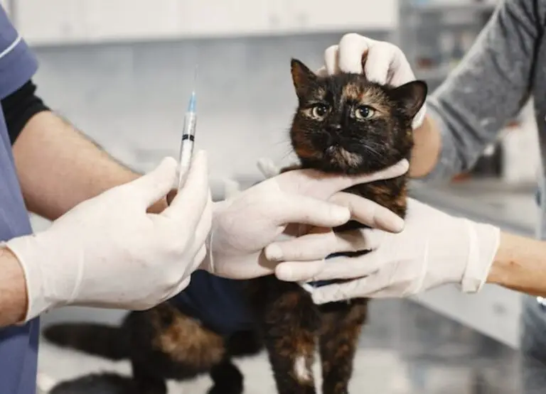 Potential 3 Year Rabies Vaccine for Cats Side Effects